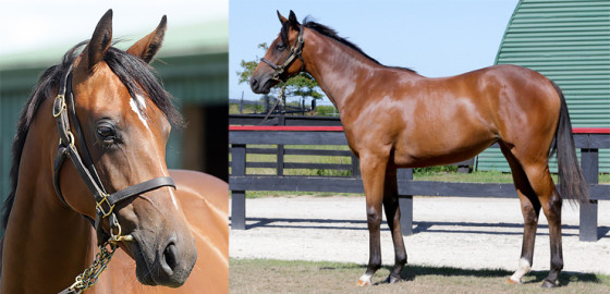 Go Racing Thoroughbred | Acrobat x Catch Your Idol Yearling Filly