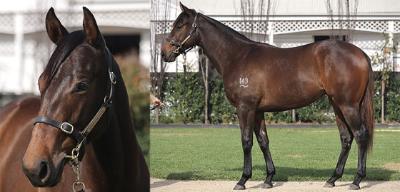 Go Racing Thoroughbred | Farnan x Unusual Dream Yearling Filly