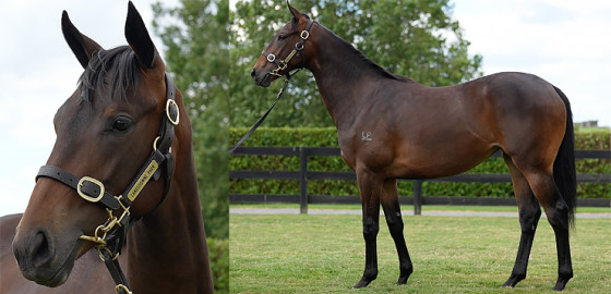 Go Racing Thoroughbred | Hello Youmzain x Pristino Yearling Filly