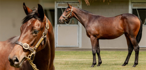 Go Racing Thoroughbred | Super Seth x Valentino's On Yearling Filly