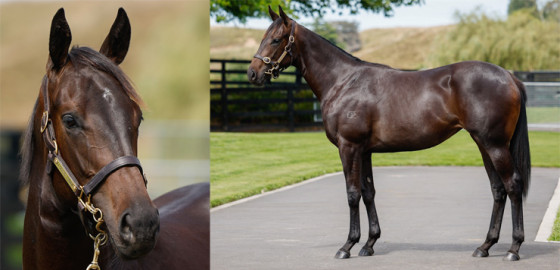 Go Racing Thoroughbred | Ardrossan x Dolce Amore Yearling Filly