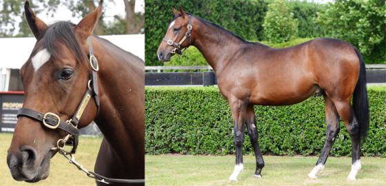 Go Racing Thoroughbred | Alabama Express x Forest Cat Yearling Colt