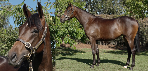 Go Racing Thoroughbred | Too Darn Hot x Lake Lonhro Yearling Filly