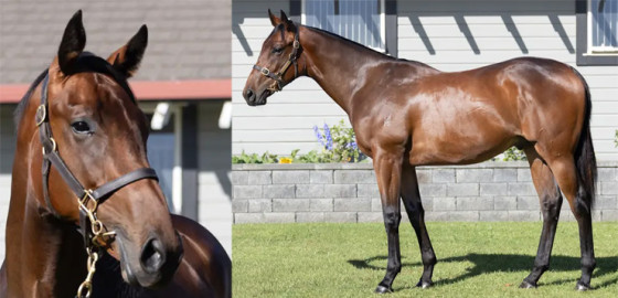 Go Racing Thoroughbred | Redwood x Romantically Yearling Colt