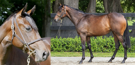 Go Racing Thoroughbred | Per Incanto x Parmalove Yearling Filly