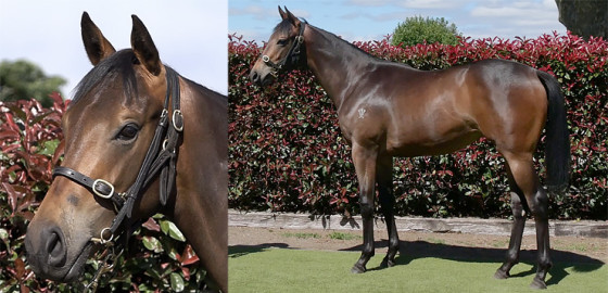 Go Racing Thoroughbred | Proisir x The Lustre Yearling Filly