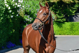 Go Racing | Sergei Prokofov head shot 600px.jpg Winning at