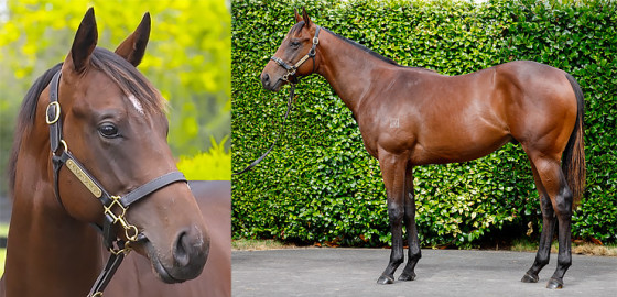 Go Racing Thoroughbred | Sword of State x Peppino Yearling Colt