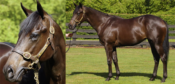 Go Racing Thoroughbred | Tivaci x Deluxe Yearling Filly