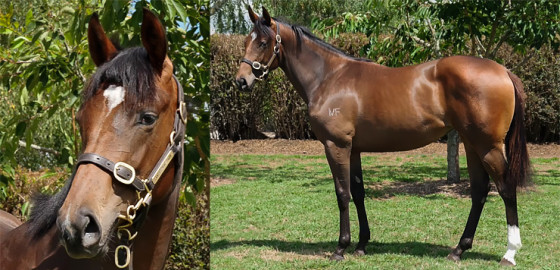 Go Racing Thoroughbred | Wootton Bassett x Duby Yearling Filly