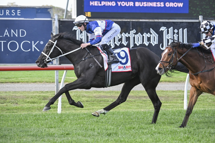 Soul of Spain leads potential five-horse Melbourne Cup Day team