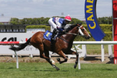 Go Racing | Billy Mojo Winning at Te Rapa