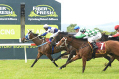 Go Racing | Raggedy Doll Winning at Te Aroha