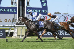 Go Racing | Shibli Winning at Rosehill Gardens