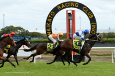 Go Racing | No More Tears Winning at Te Rapa