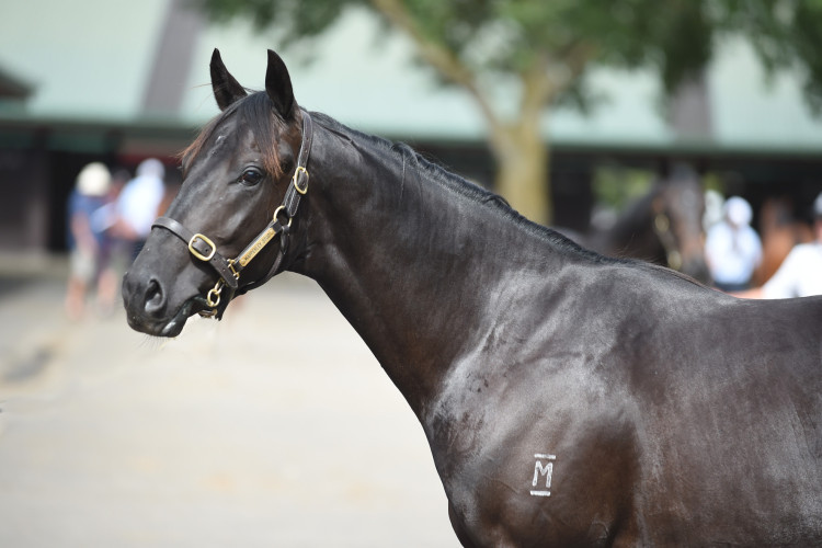 Guineas campaigns kick off