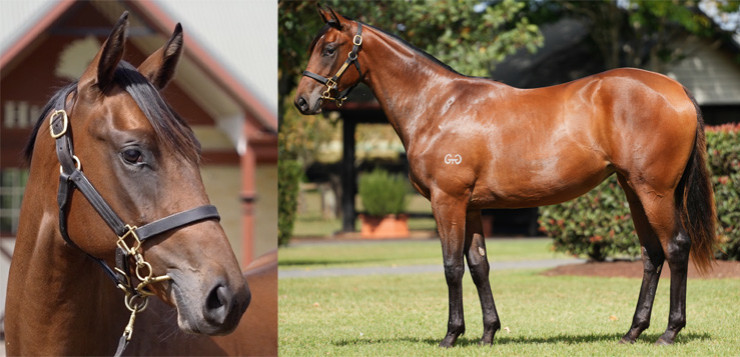 Snitzel x Murchison Yearling Filly