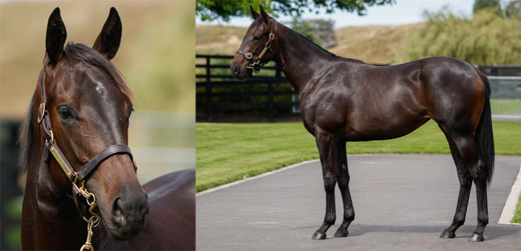 Ardrossan x Dolce Amore Yearling Filly