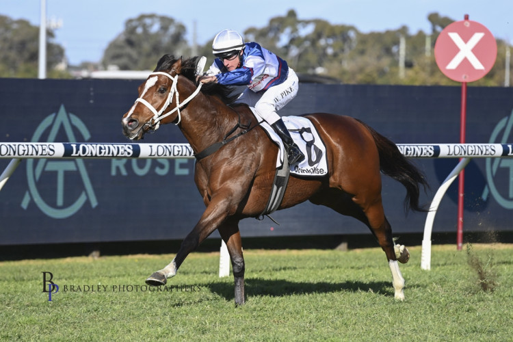 Go Racing have strong hand in the Thorndon Mile [Go Racing]