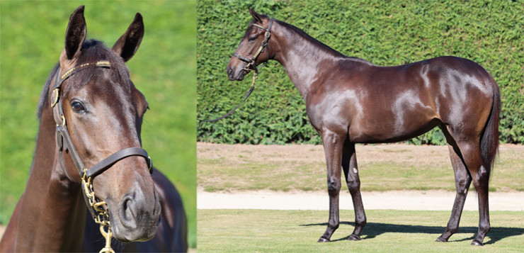 Savabeel x Super Power Yearling Filly