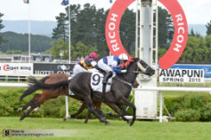 Go Racing | Black Sav Winning at Awapuni