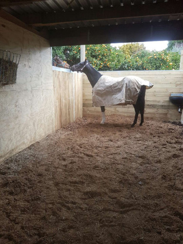 Rest and recovery for What’s the Story