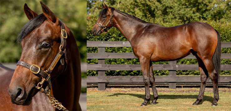 Savabeel x Honor Yearling Colt