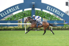 Go Racing | El Arish Winning at Ellerslie