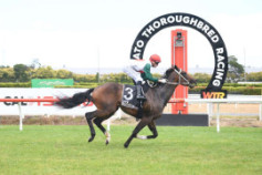 Go Racing | Penman Winning at Te Rapa