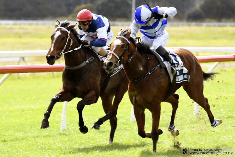 Lightly-raced Loose Cannon limbers up for the Soliloquy Stakes  