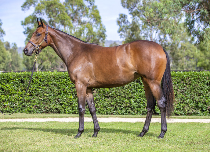 Go Racing Guineas hopefuls step out at Taupo