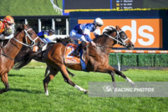 Go Racing | Skyman Winning at Caulfield