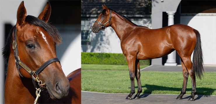 Ardrossan x Shoshone Yearling Filly