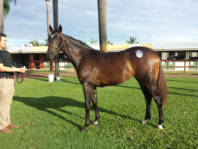 Two debutants at Avondale tomorrow for Go Racing