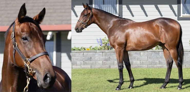 Redwood x Romantically Yearling Colt