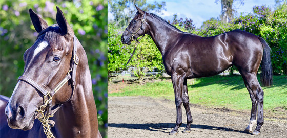 Go Racing Thoroughbred | North Pacific x Sunday Chill Yearling Filly