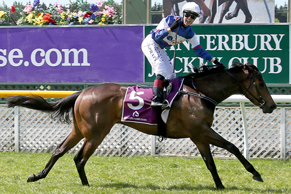 Go Racing | NZ Racing Tips