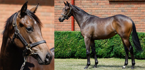 Go Racing Thoroughbred | Proisir x Seven Seas Yearling Filly