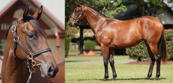Go Racing Thoroughbred | Snitzel x Murchison Yearling Filly